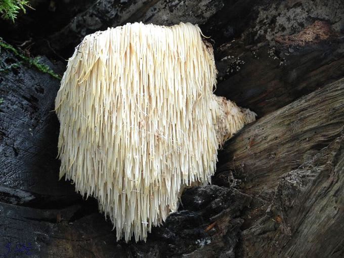 Enjoy the Benefits of Lion's Mane Mushrooms for Brain Health and More...
