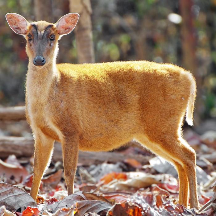 Meet 6 Small and Bizarre Deer Species