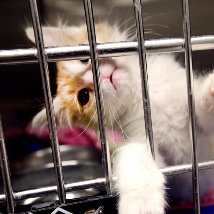 Why 'no' doesn't always mean 'no' at some no-kill animal shelters