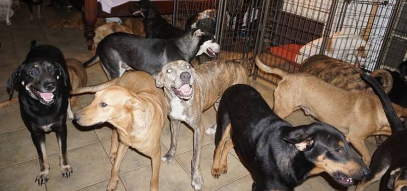 Bahamas Woman Shelters 97 Dogs In Her Home During Hurricane Dorian