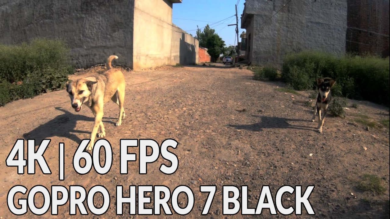 GoPro Hero 7 Black 4K 60FPS Footage Test - Video of Street Dogs