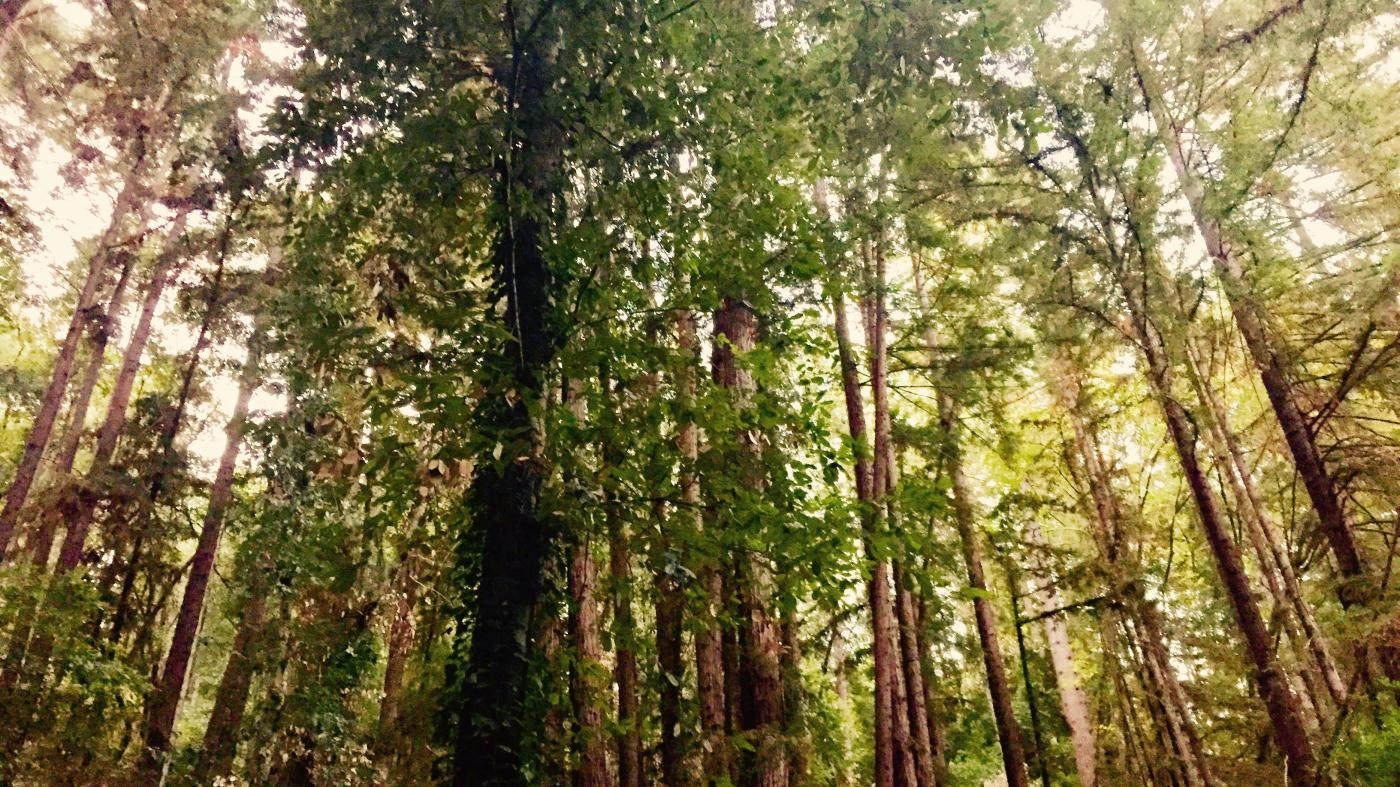 A biologist believes that trees speak a language we can learn
