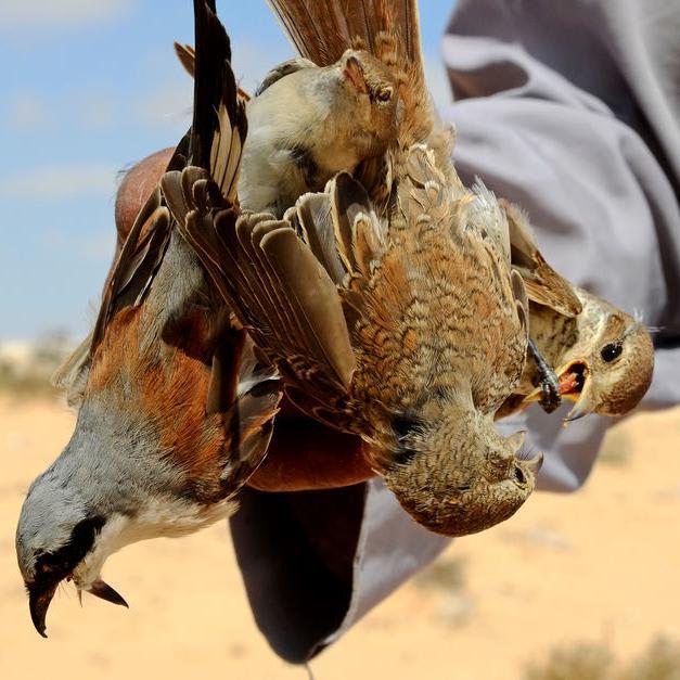 Egypt: talking biodiversity while killing millions of birds?