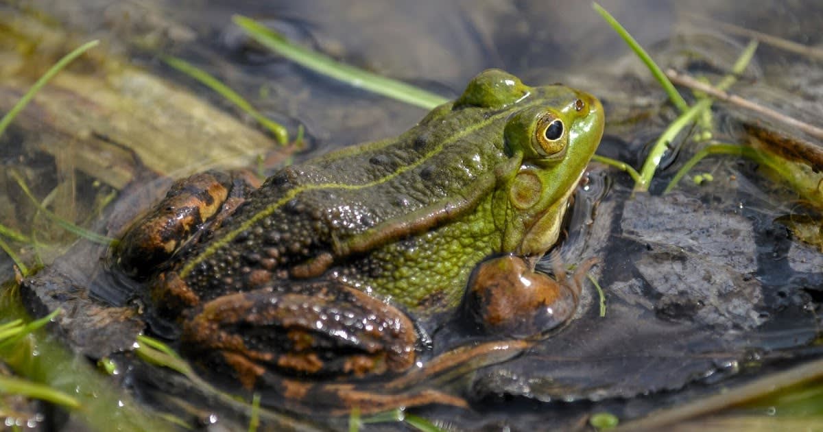 Common water frog (Pelophylax kl. esculentus)