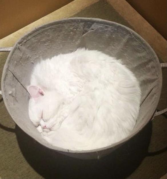 cat fit perfectly in basket