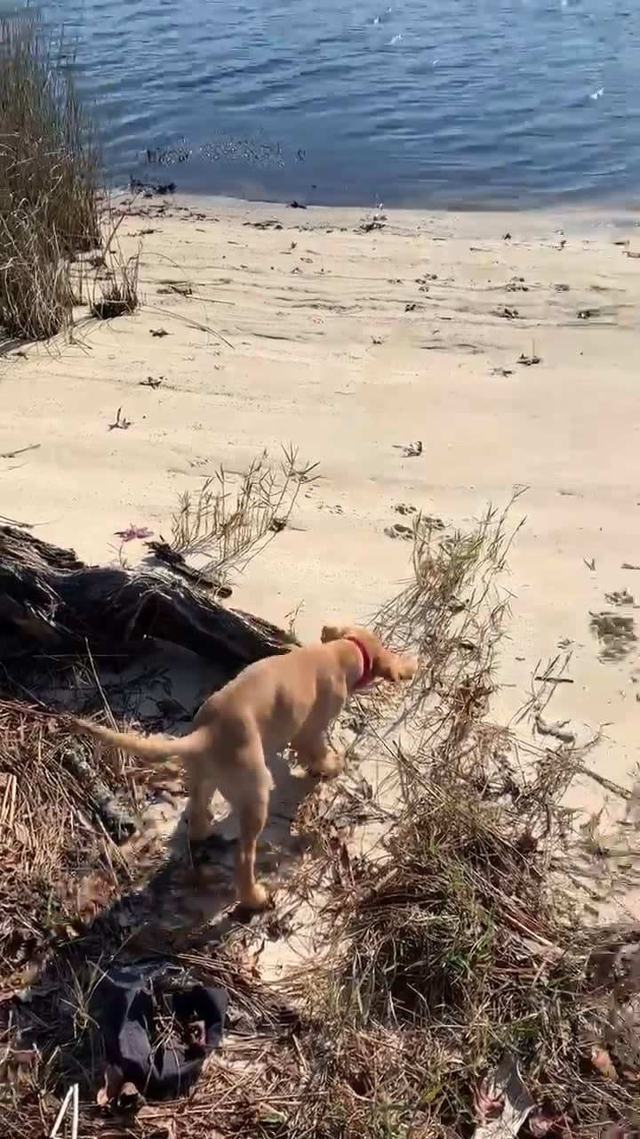 Reminiscing on puppy days: Lady’s first time seeing sand!