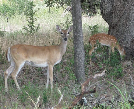 Village continues deer debate