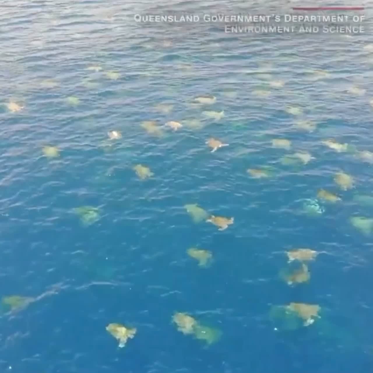 drone footage shows the largest remaining breeding ground for green turtles in the world. there are up to 64,000 turtles swimming around australia's great barrier reef during nesting season
