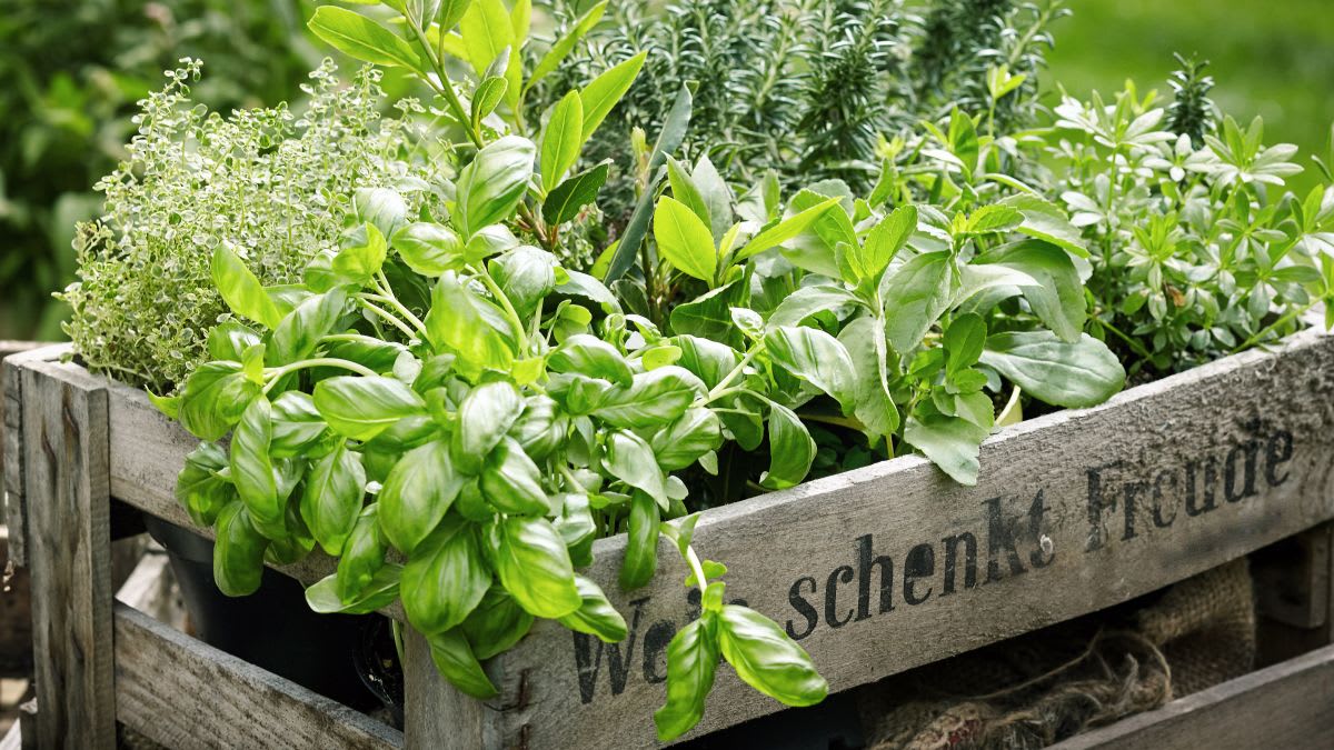 Why You Need an Herb Garden