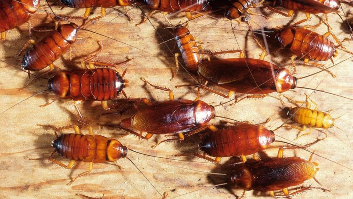 Cockroaches Feeling Very Optimistic About Future Of Planet