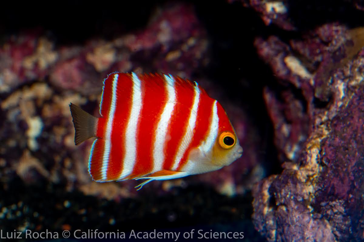 California Academy of Sciences on Twitter
