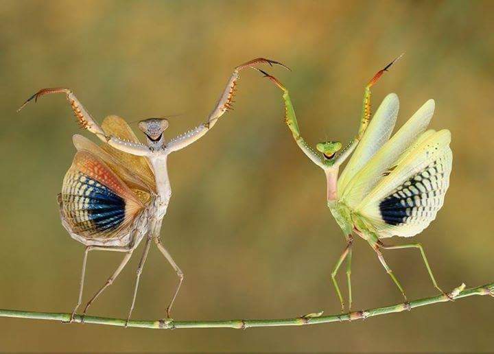Iris Mantises. Photo by Nat Geo.