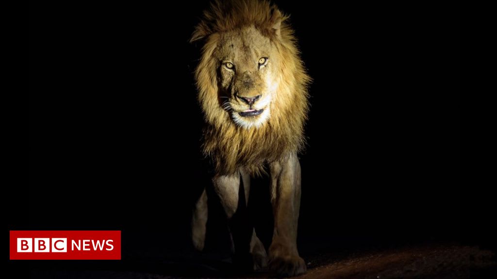 When a lion prowled the streets of Birmingham