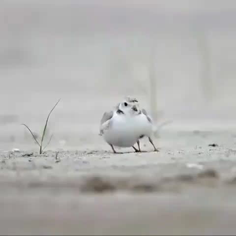 The Piping Plover is a small sand-colored, sparrow-sized shorebird. A major defense mechanism of their chicks is the ability to blend in with the sand. They are also protected from elements by a parent bird.