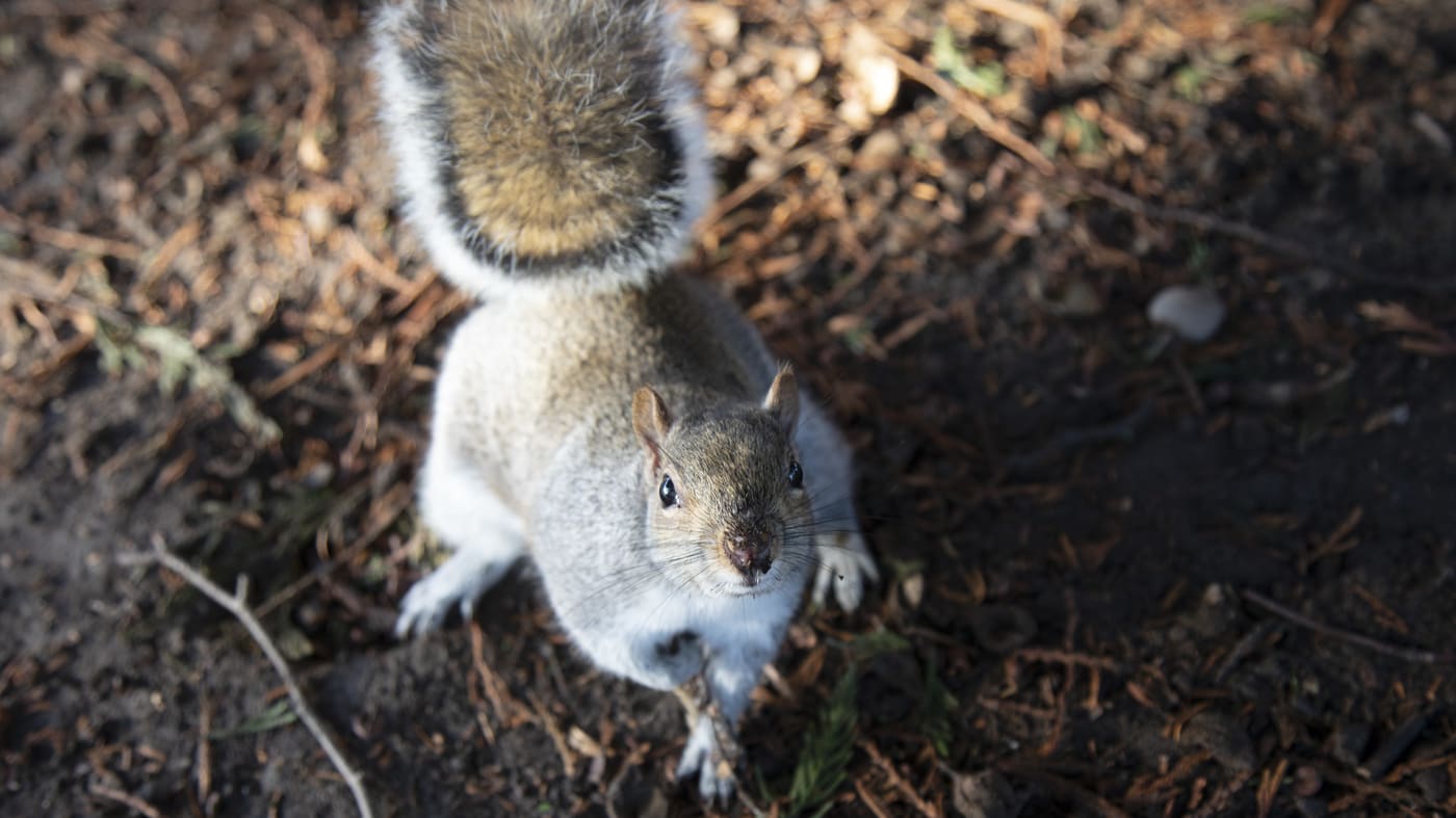 The Other Twitterverse: Squirrels Eavesdrop On Birds, Researchers Say