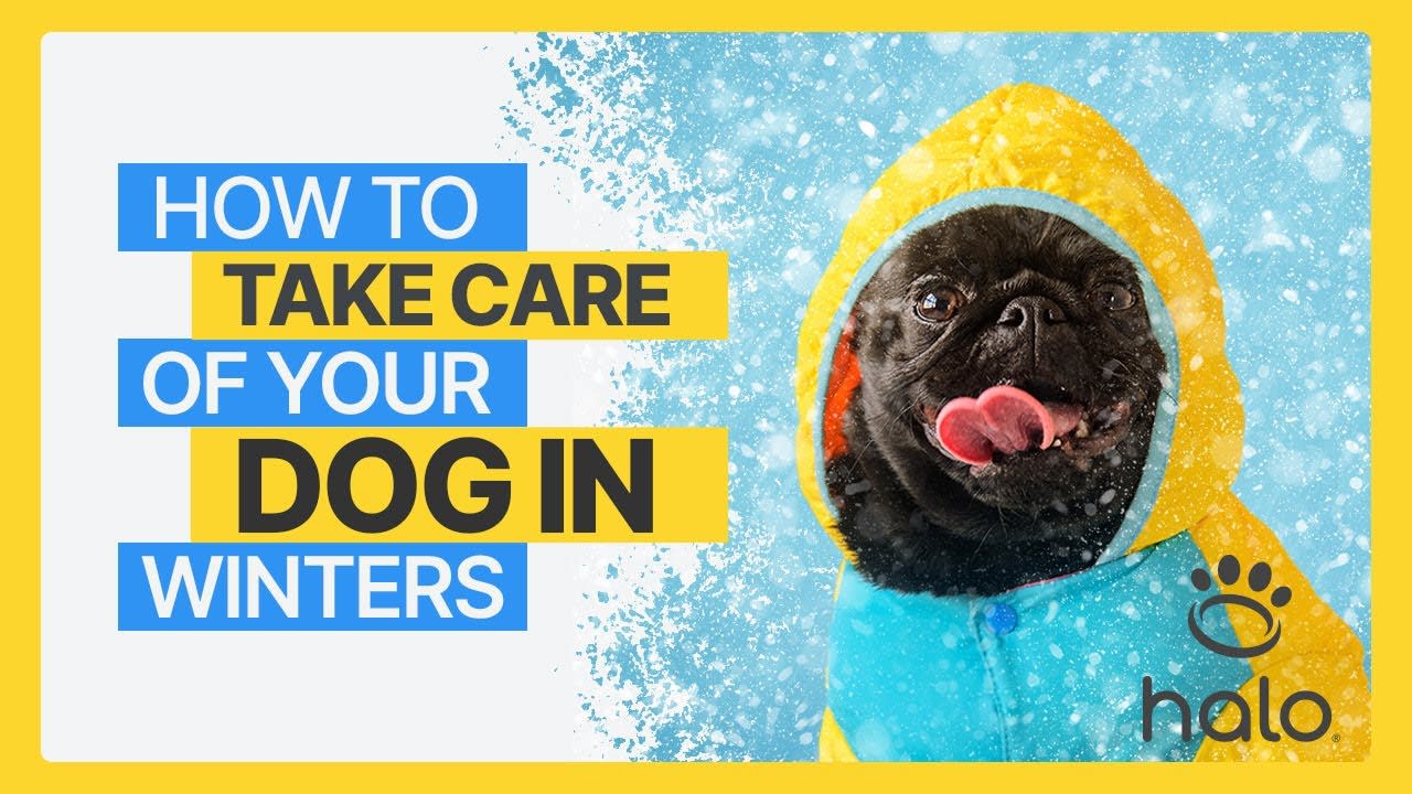 HOW TO KEEP YOUR DOG SAFE AND WARM IN WINTER | EXPERT TRAINING TIPS & TRICKS WITH CHARLIE