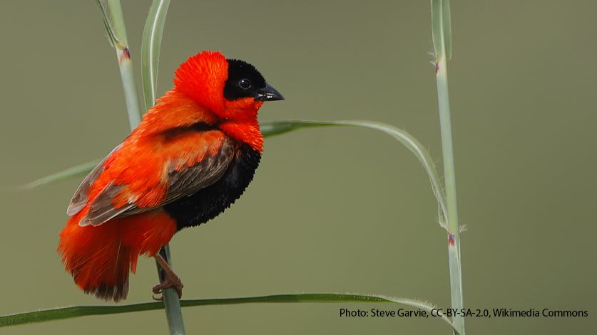 Meet the Northern Red Bishop! While this vibrant bird is originally from sub-Saharan Africa, it has also been kept as a pet and transported worldwide, so today free-flying descendants can be found in North America and Europe.