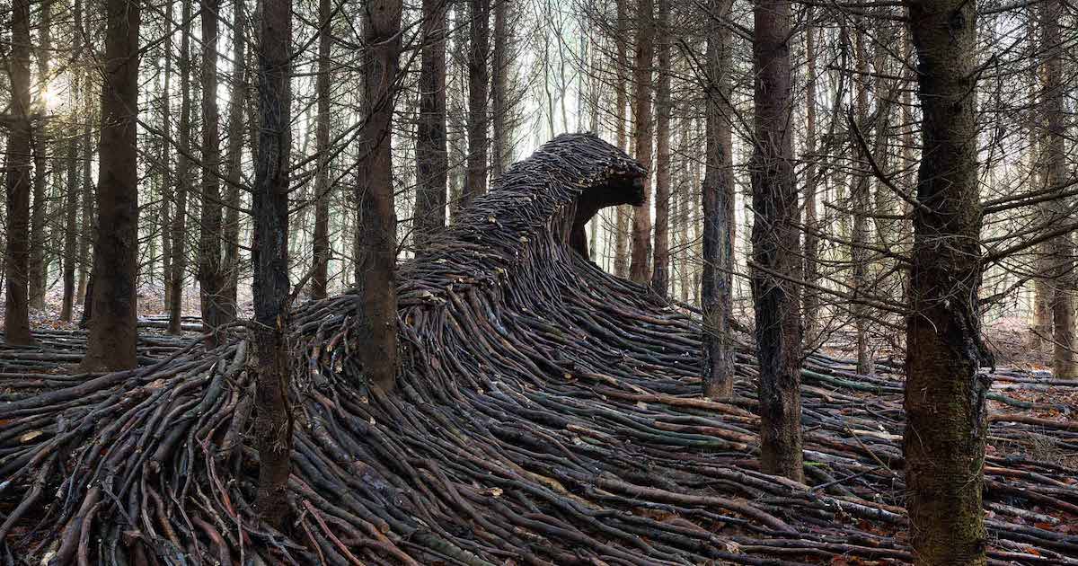 Undulating Waves of Deadwood Take Over a Secluded Forest in Germany