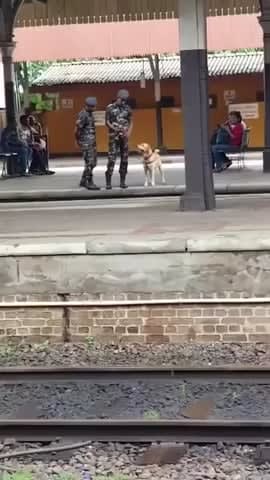 Police Dog enjoying break time at work...