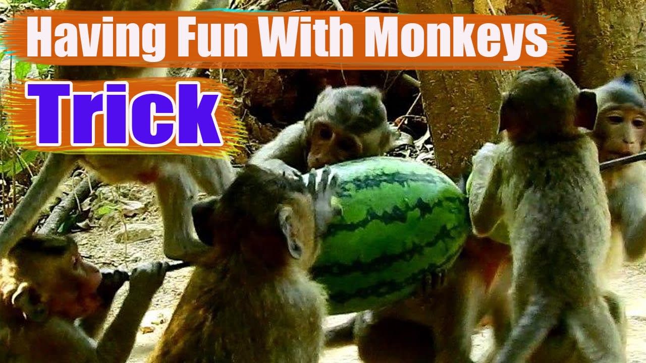 Funniest Monkeys Video - Having Fun With Monkeys By Watermelon's Trick