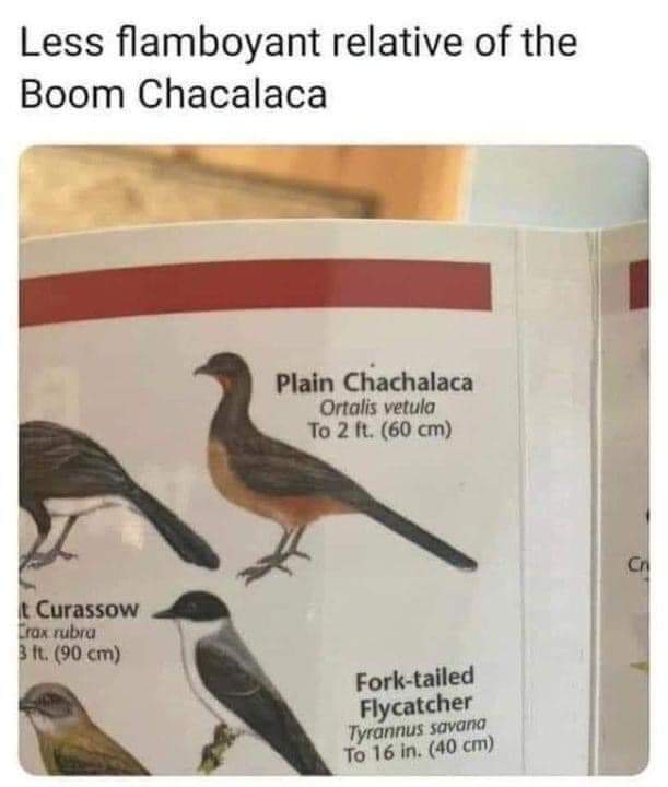 The less flamboyant relative of the Boom Chacalaca