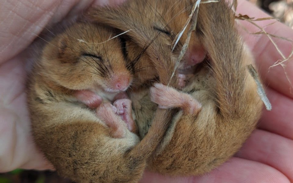 Let ivy and brambles grow to save Britain's struggling dormice, National Trust tells gardeners