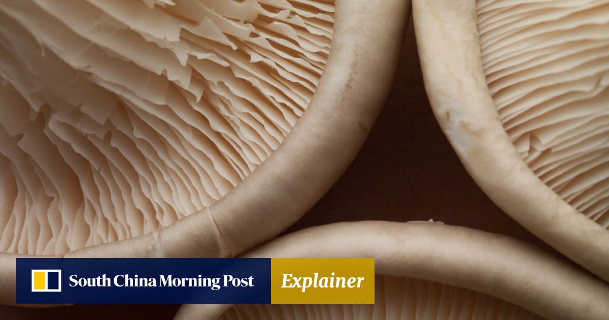 Eating two mushrooms a day nearly halves cancer risk, study finds