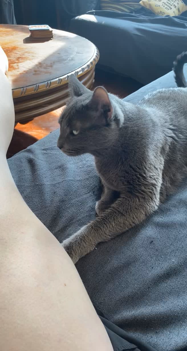 My roommate’s cat loves to screm