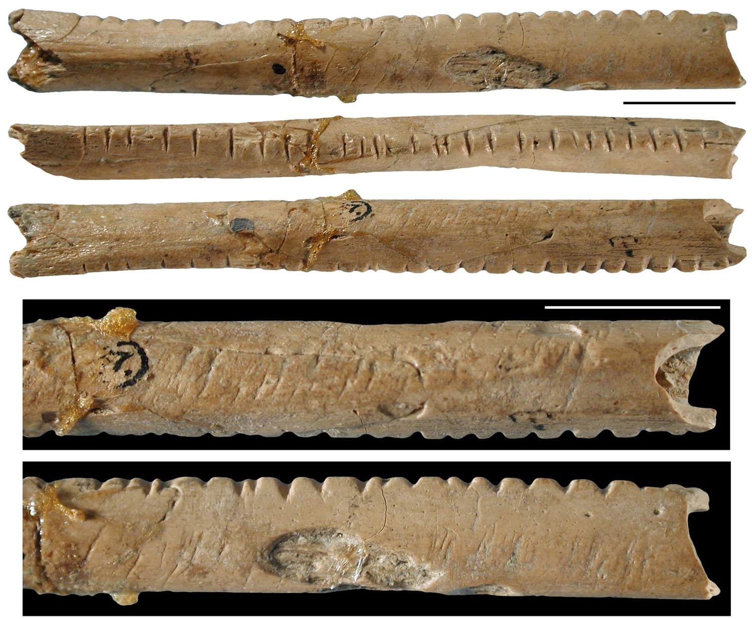 The lebombo bone, a baboon's fibula with 29 notches discovered in South ...