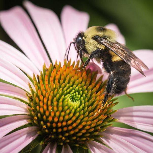 First-Ever Honey Bee Vaccine Offers Hope for Pollinators and Fruit Growers