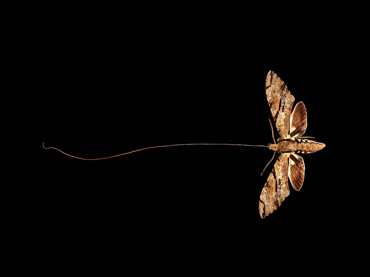 The giant hawkmoth, whose existence was predicted 20 years before it was proven when Darwin, having been sent an orchid with a foot-long nectar spur in 1862, declared scientists would one day "discover" its partner: an insect with a foot-long proboscis.