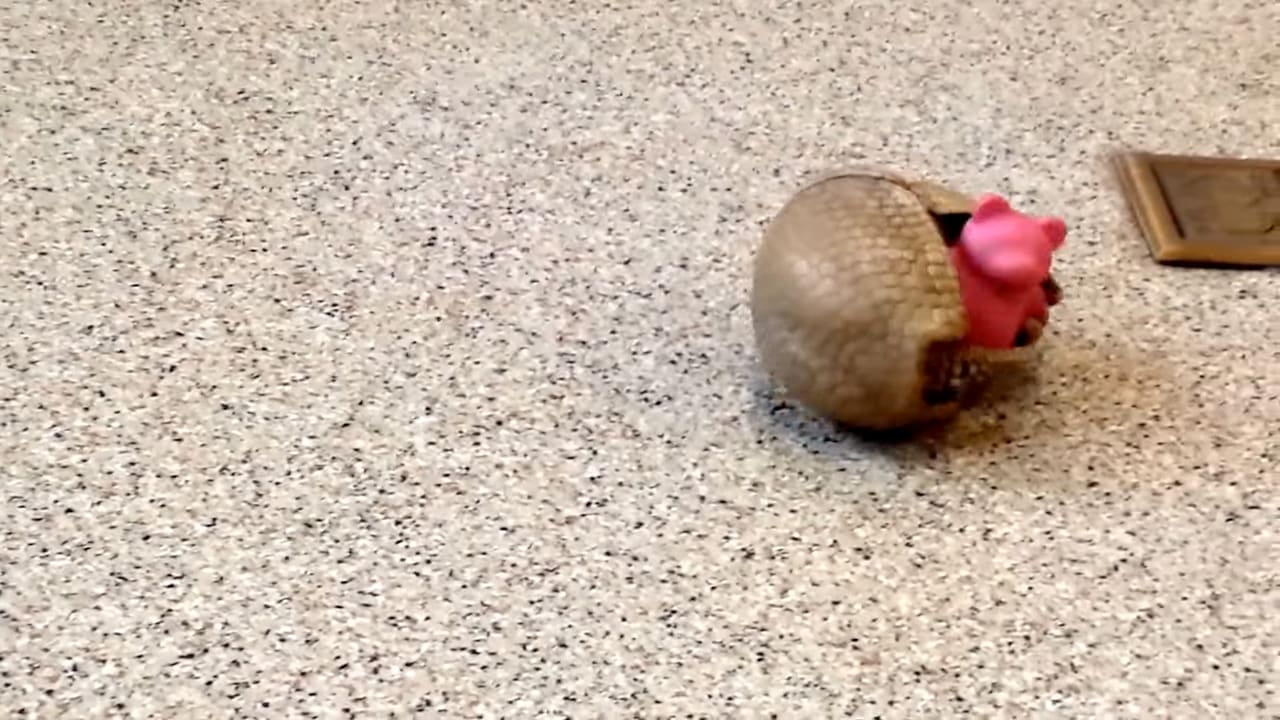 Armadillo Rolls Around Floor With His Favorite Pink Toy
