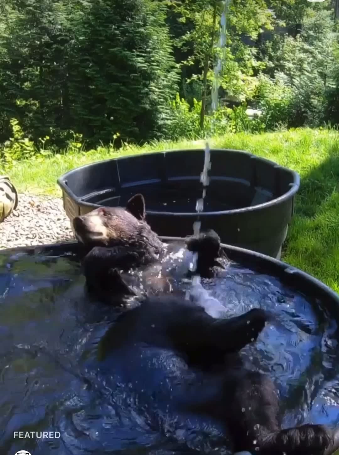Bear taking a morning Bath
