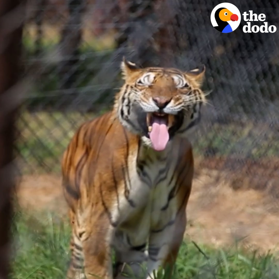 These two tigers lived in an abandoned train car for 15 years — watch them hug when they're finally free 🧡 Thanks to @GEICO for making it possible to tell this story! To see how much you could save on your home and car insurance, visit