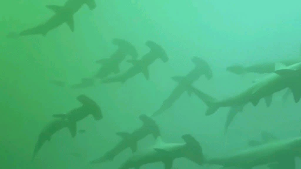 Tourist's close encounter with hammerhead sharks