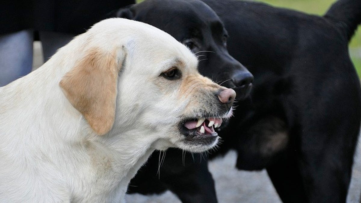 Learn How to Bark Down a Dog to Get It to Stop Chasing You