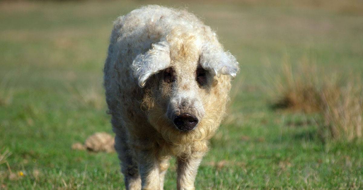 These Furry Pigs Look Like Sheep And Act Like Dogs