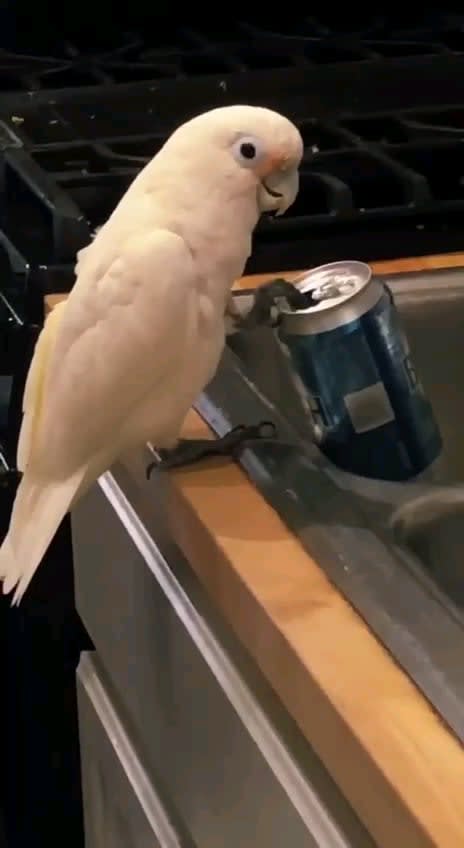 the parrot drinks😅