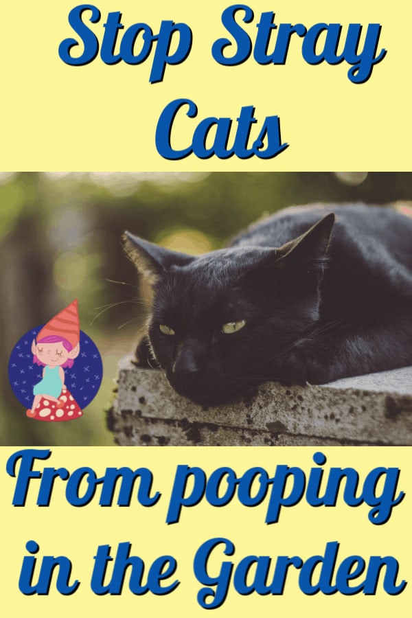 How to Keep Cats Out of the Flower Bed and Stop them from Pooping in the Garden.