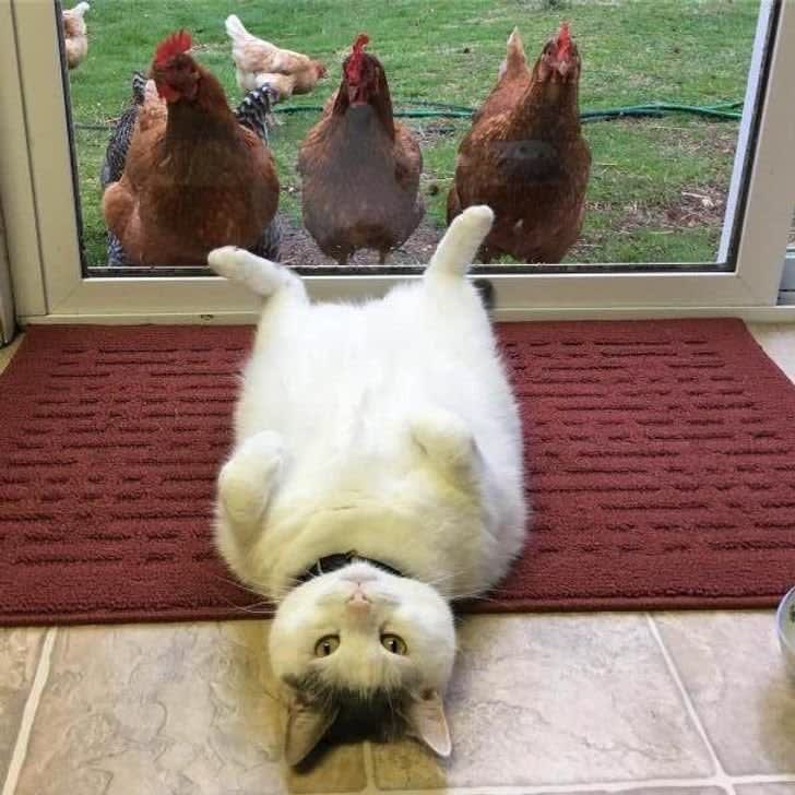 A chonker getting examined by a committee