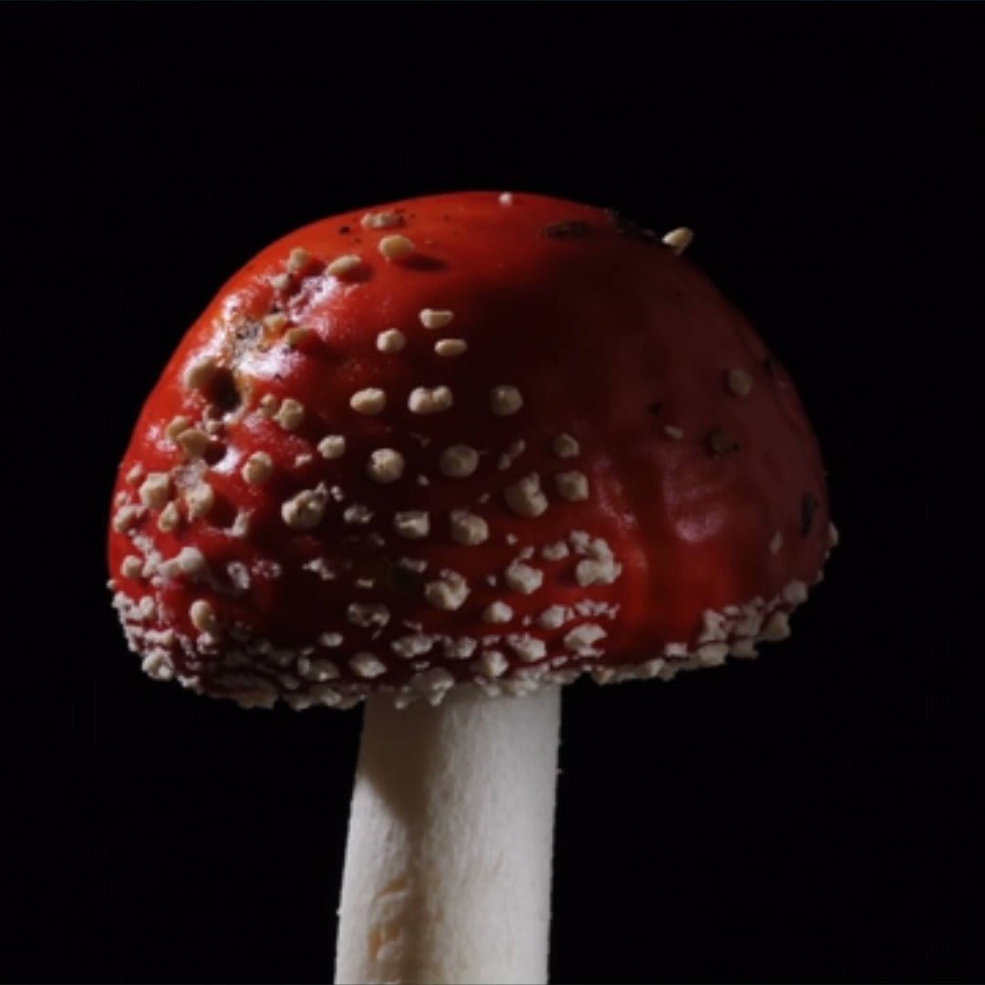 Magical facts about mushrooms 🍄