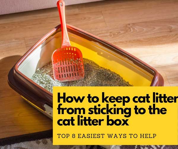 How To Keep Litter From Sticking To Box