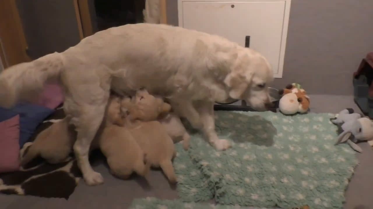 How an experienced mother teaches her 8 weeks old puppies to be calm.