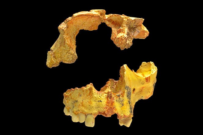 Human ancestors ate other humans because they were easier to catch
