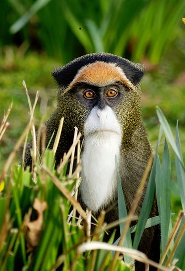De Brazza's monkey from Mark Bridger, an amazing photographer. Look for his photos. | Unusual animals, Rare animals, Weird animals