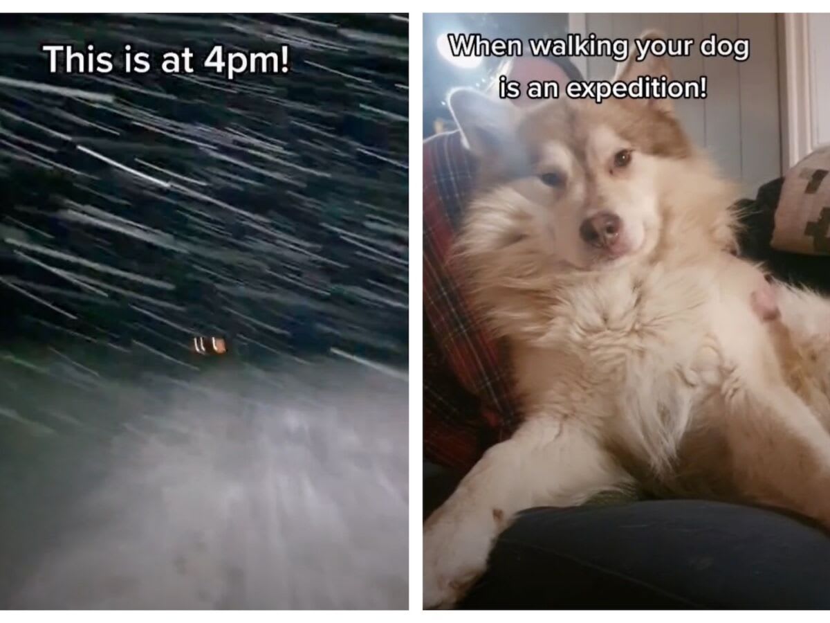 TikTok shows the extreme effort of taking your dog out in Svalbard during winter