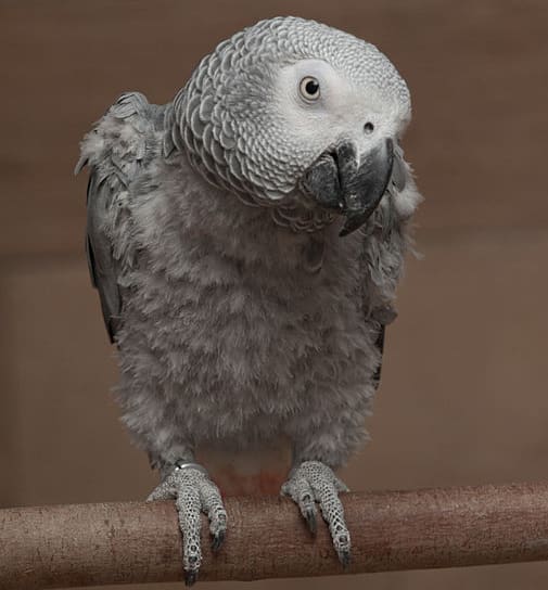 Chronic pecking: why is my bird tearing its feathers off - Parrot Health