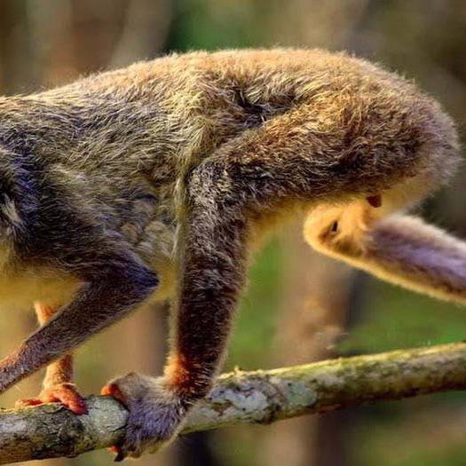 Save the Slender Loris Before it is Gone Extinct