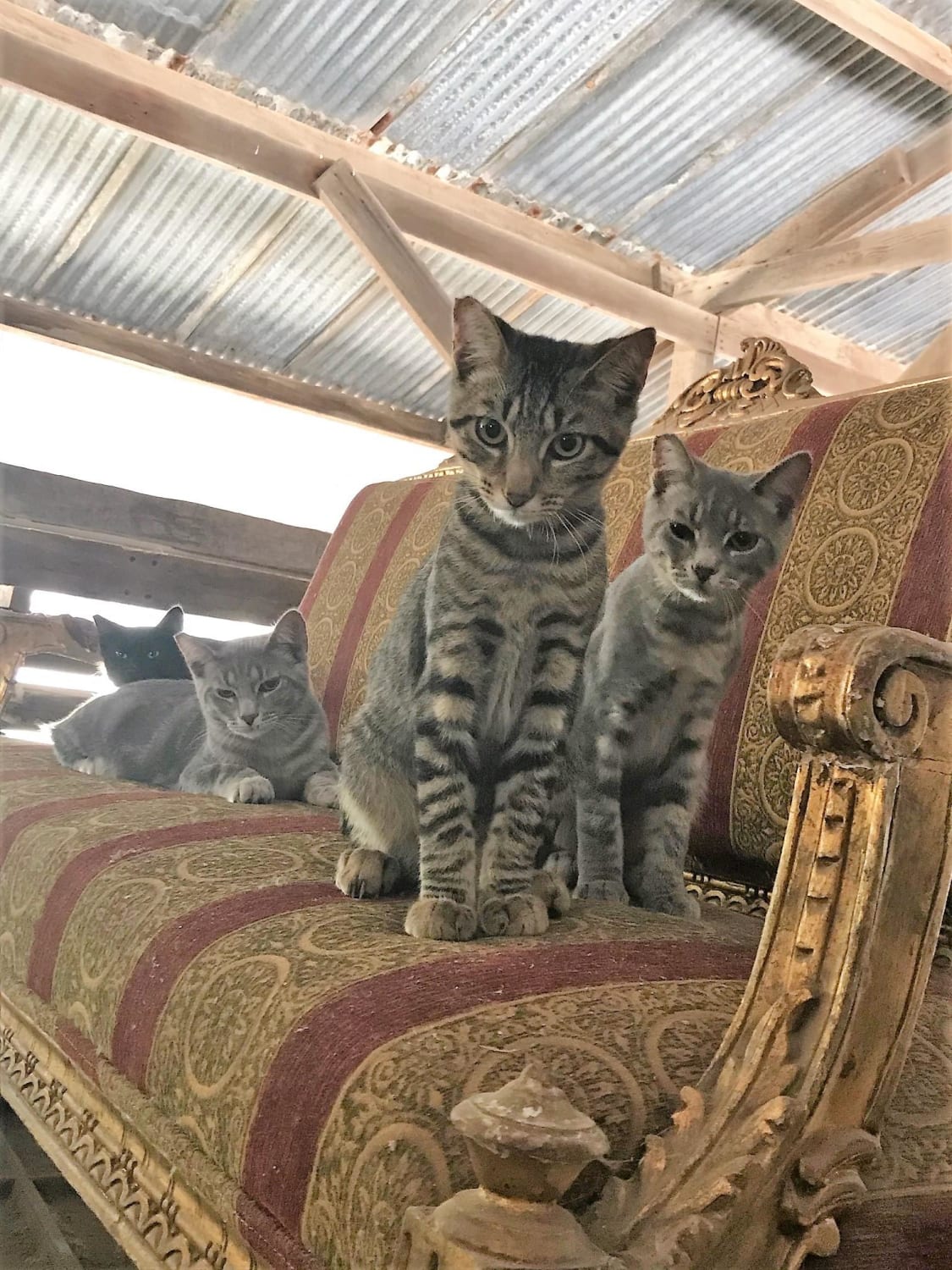 Feral barn kittens first day on the job.