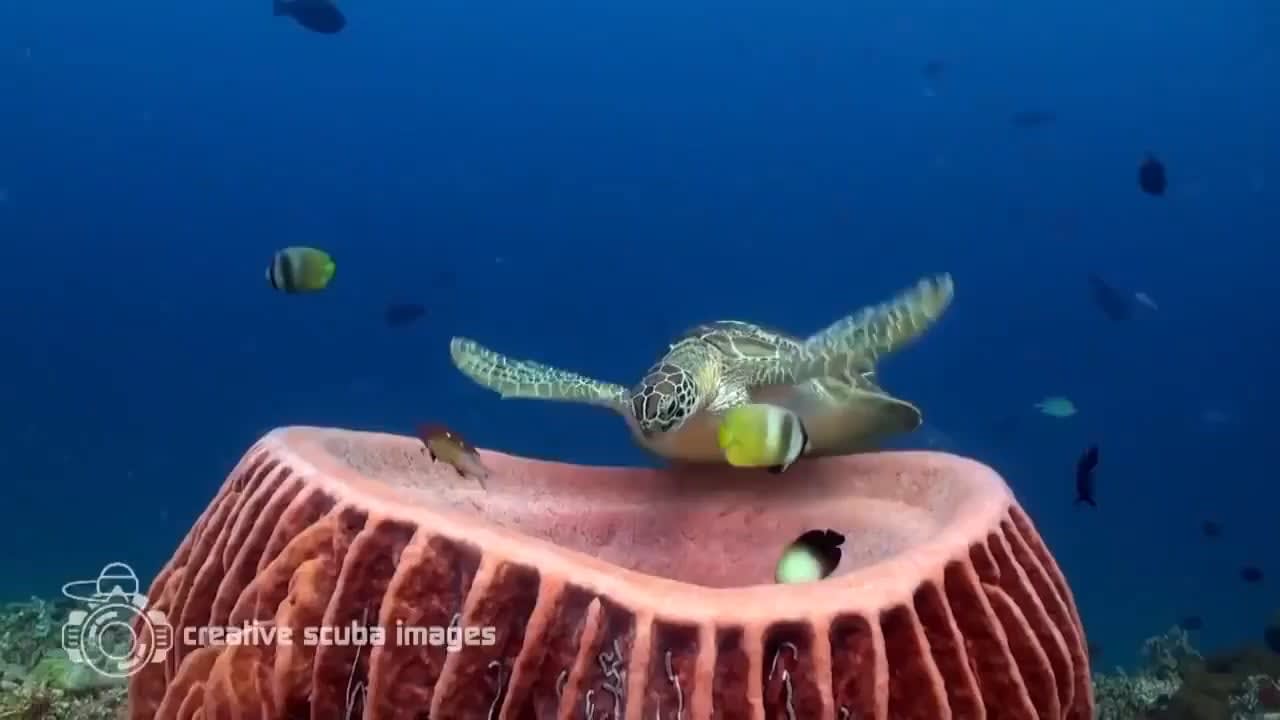 Green sea turtles have been observed sleeping for as much as 11 hours a day, and sometimes they will sleep in the same spot over and over for a period of time. They often wedge themselves in reef crevices to avoid predators, or they might opt for something more comfortable like a soft barrel sponge.